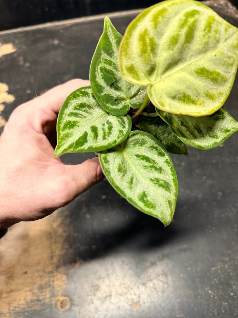 Handpicked 127 - Anthurium Crystallinum Dorayaki Silver Blush | Uprooted
