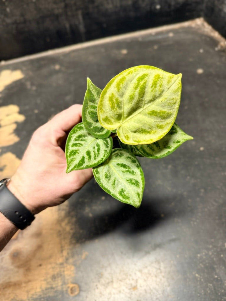 Handpicked 127 - Anthurium Crystallinum Dorayaki Silver Blush | Uprooted