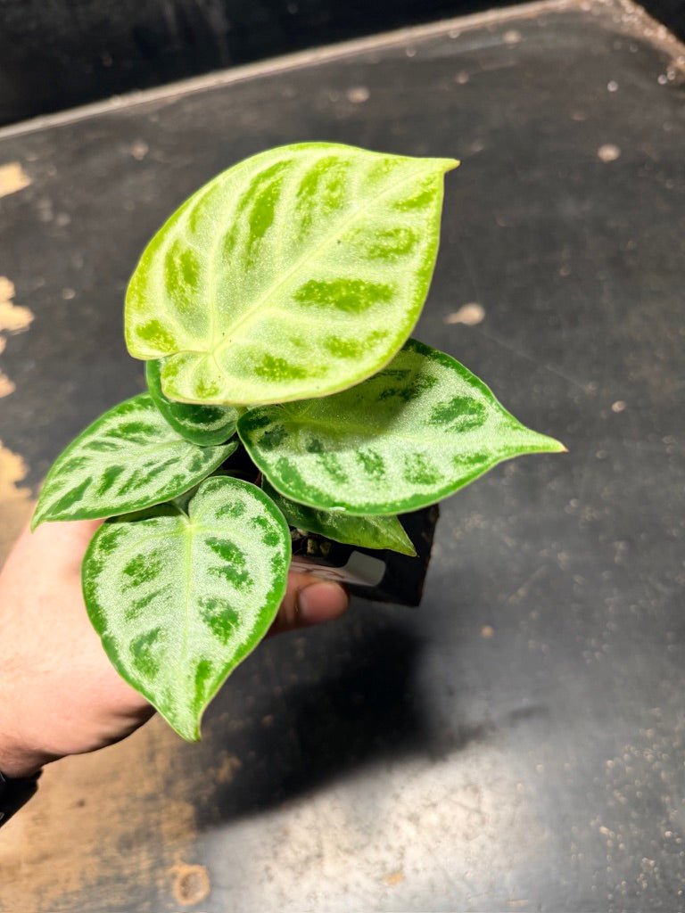 Handpicked 127 - Anthurium Crystallinum Dorayaki Silver Blush | Uprooted