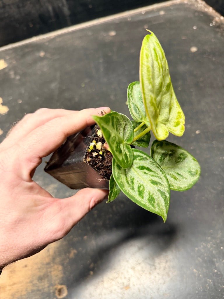 Handpicked 127 - Anthurium Crystallinum Dorayaki Silver Blush | Uprooted