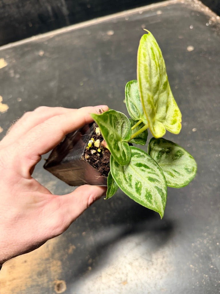 Handpicked 127 - Anthurium Crystallinum Dorayaki Silver Blush | Uprooted