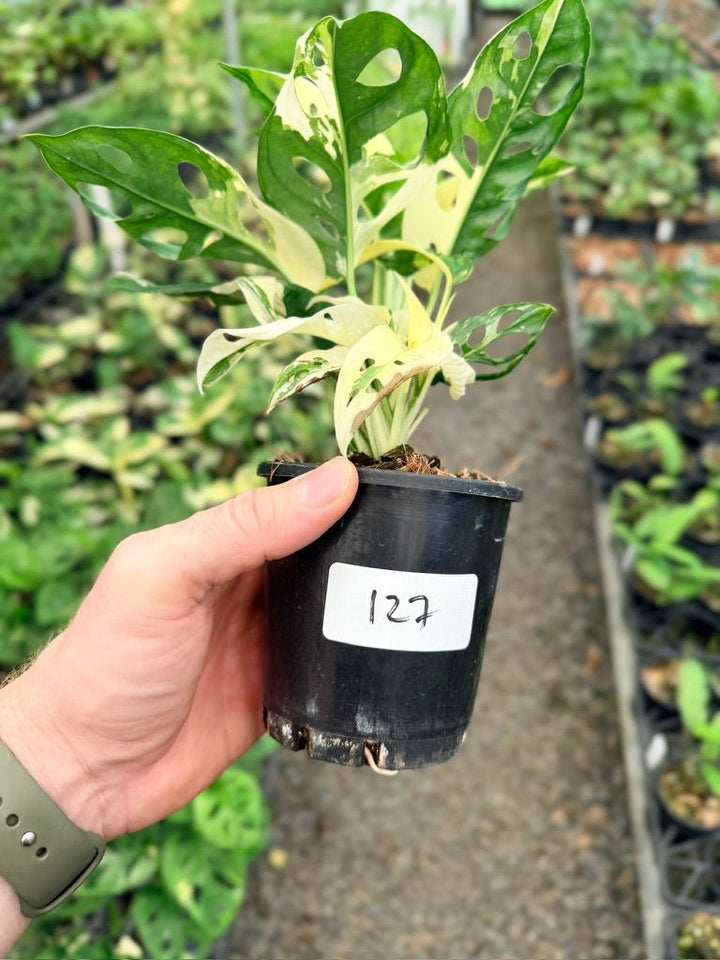 Handpicked 127 - Monstera Adansonii - Monkey Mask - Variegated Albo | Uprooted