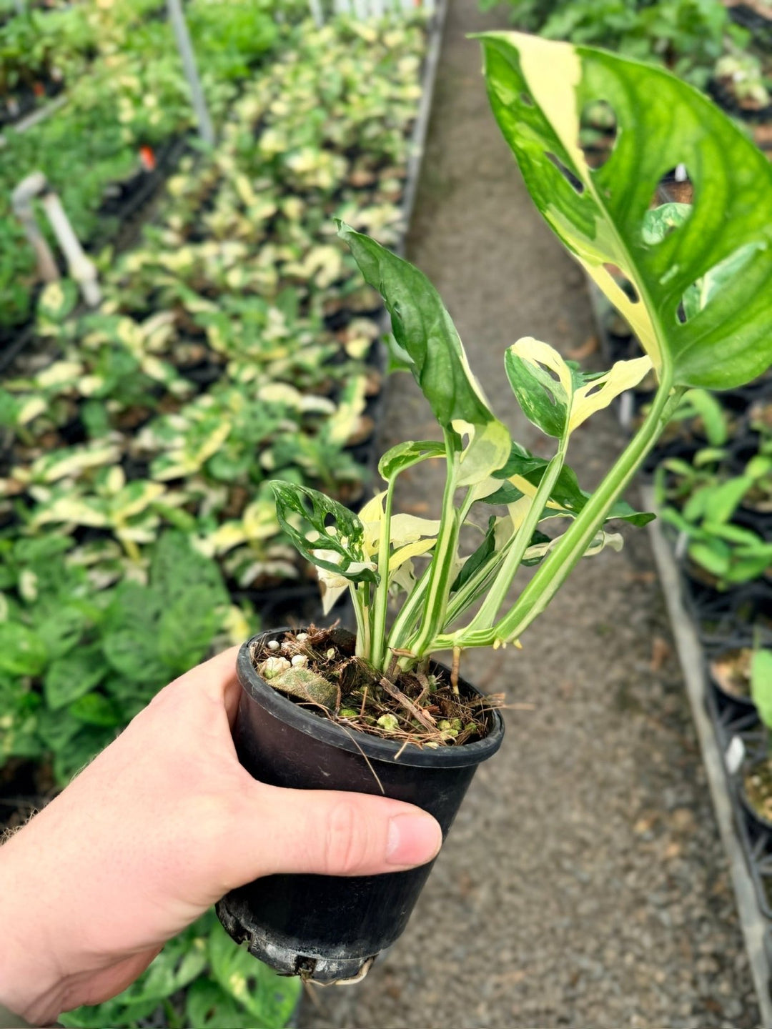 Handpicked 127 - Monstera Adansonii - Monkey Mask - Variegated Albo | Uprooted