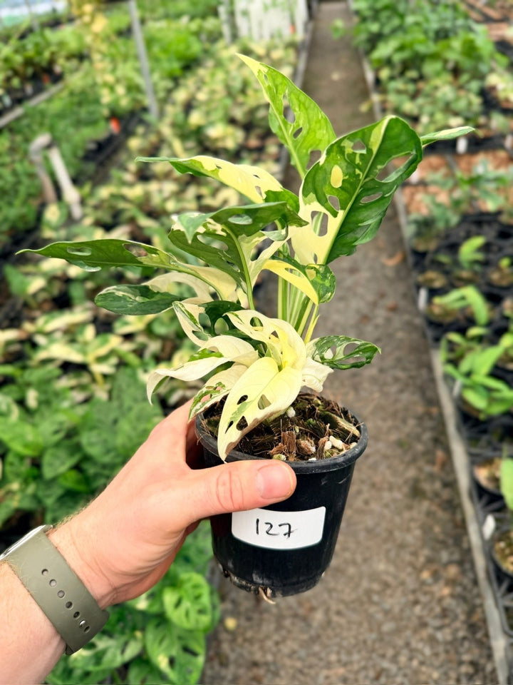 Handpicked 127 - Monstera Adansonii - Monkey Mask - Variegated Albo | Uprooted