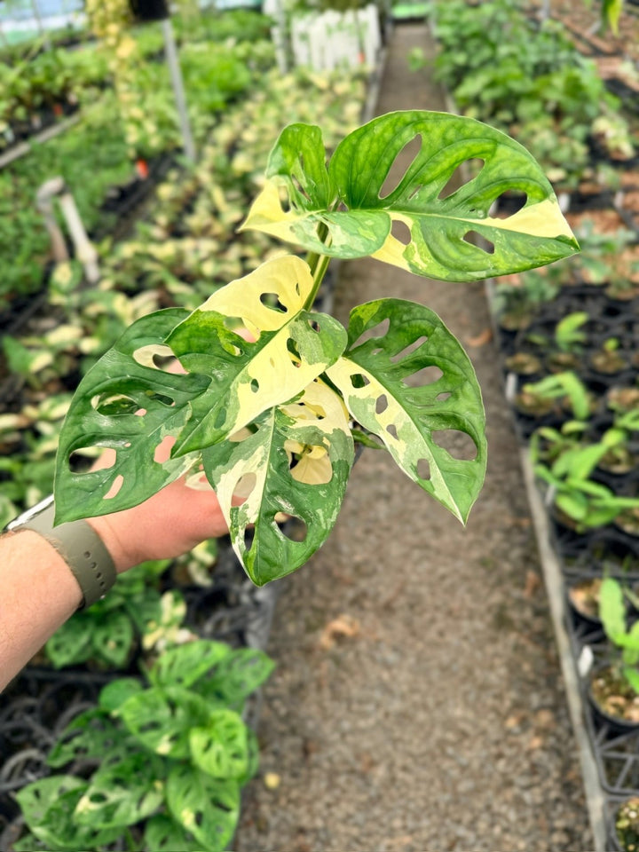 Handpicked 127 - Monstera Adansonii - Monkey Mask - Variegated Albo | Uprooted