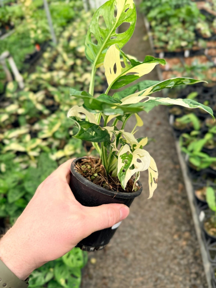 Handpicked 127 - Monstera Adansonii - Monkey Mask - Variegated Albo | Uprooted