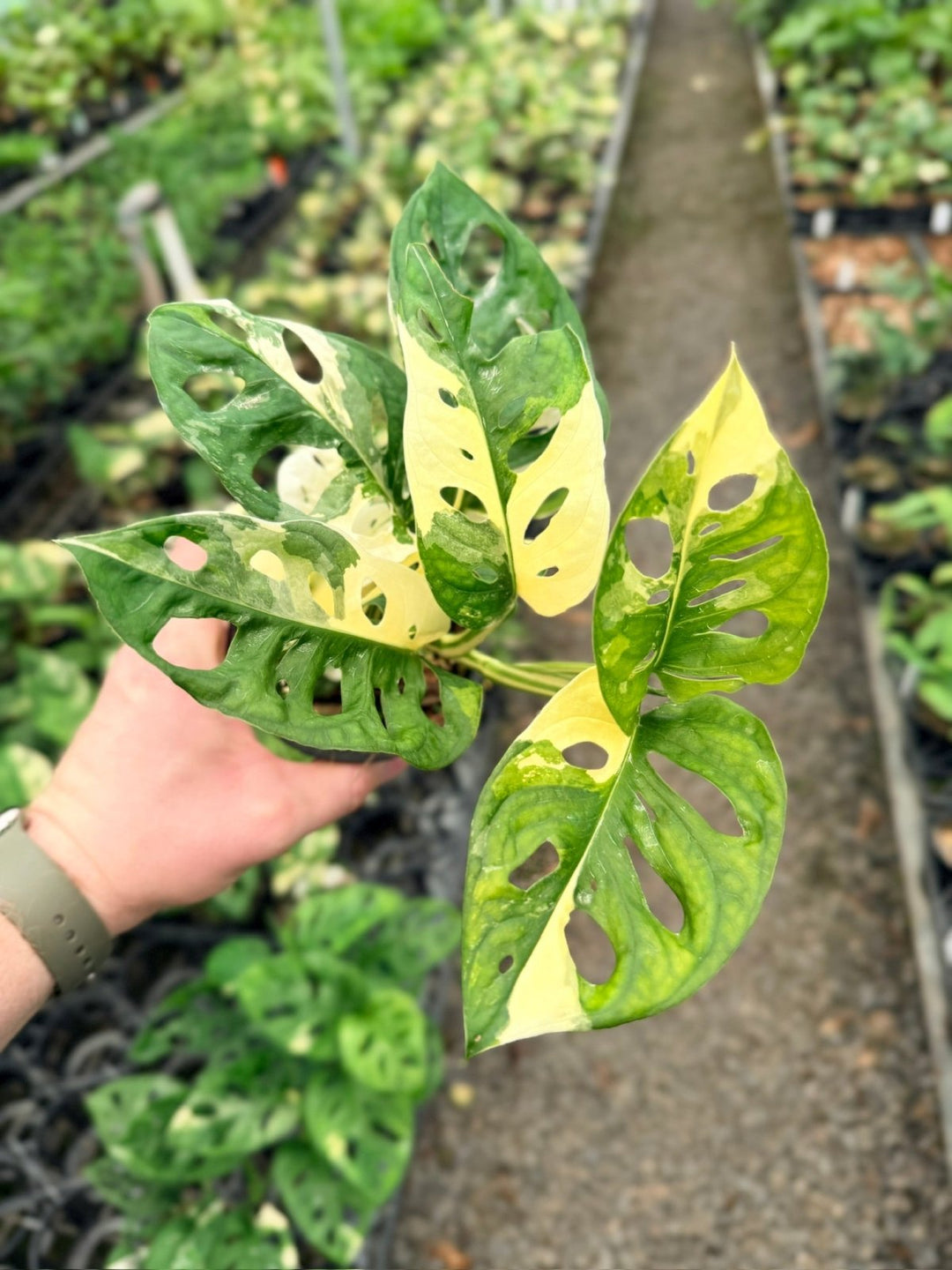 Handpicked 127 - Monstera Adansonii - Monkey Mask - Variegated Albo | Uprooted