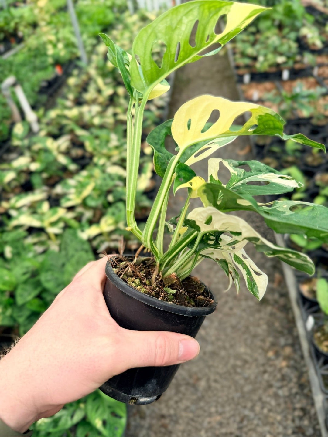 Handpicked 127 - Monstera Adansonii - Monkey Mask - Variegated Albo | Uprooted