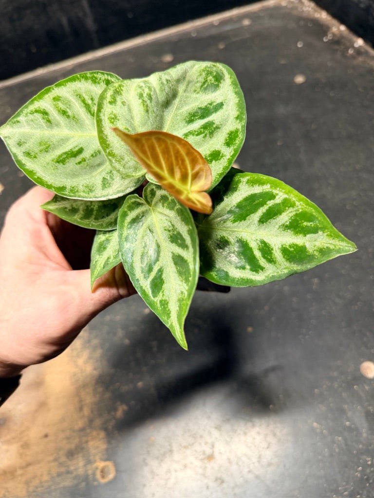 Handpicked 128 - Anthurium Crystallinum Dorayaki Silver Blush | Uprooted