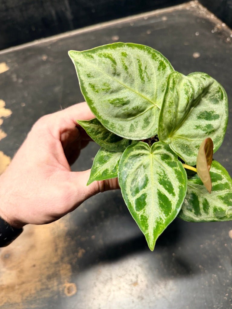 Handpicked 128 - Anthurium Crystallinum Dorayaki Silver Blush | Uprooted