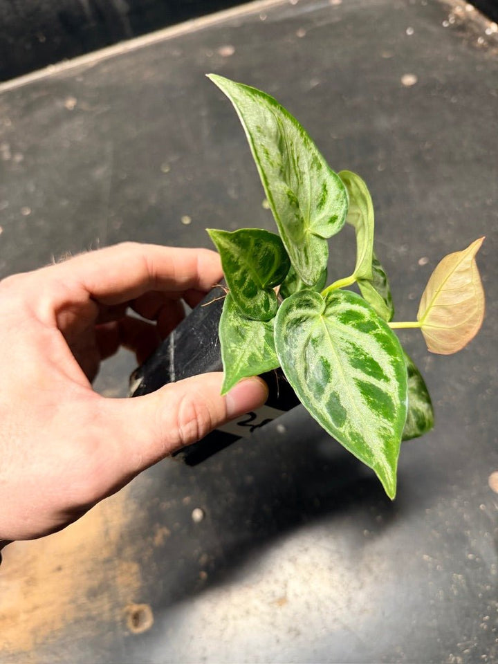 Handpicked 128 - Anthurium Crystallinum Dorayaki Silver Blush | Uprooted