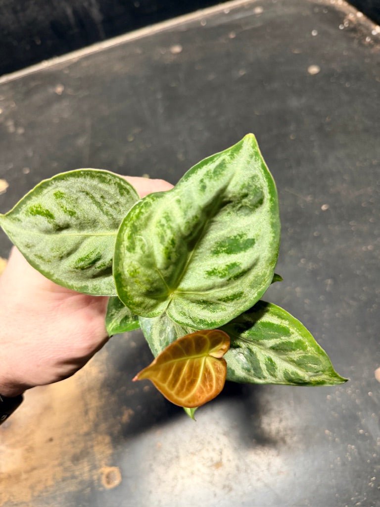 Handpicked 128 - Anthurium Crystallinum Dorayaki Silver Blush | Uprooted