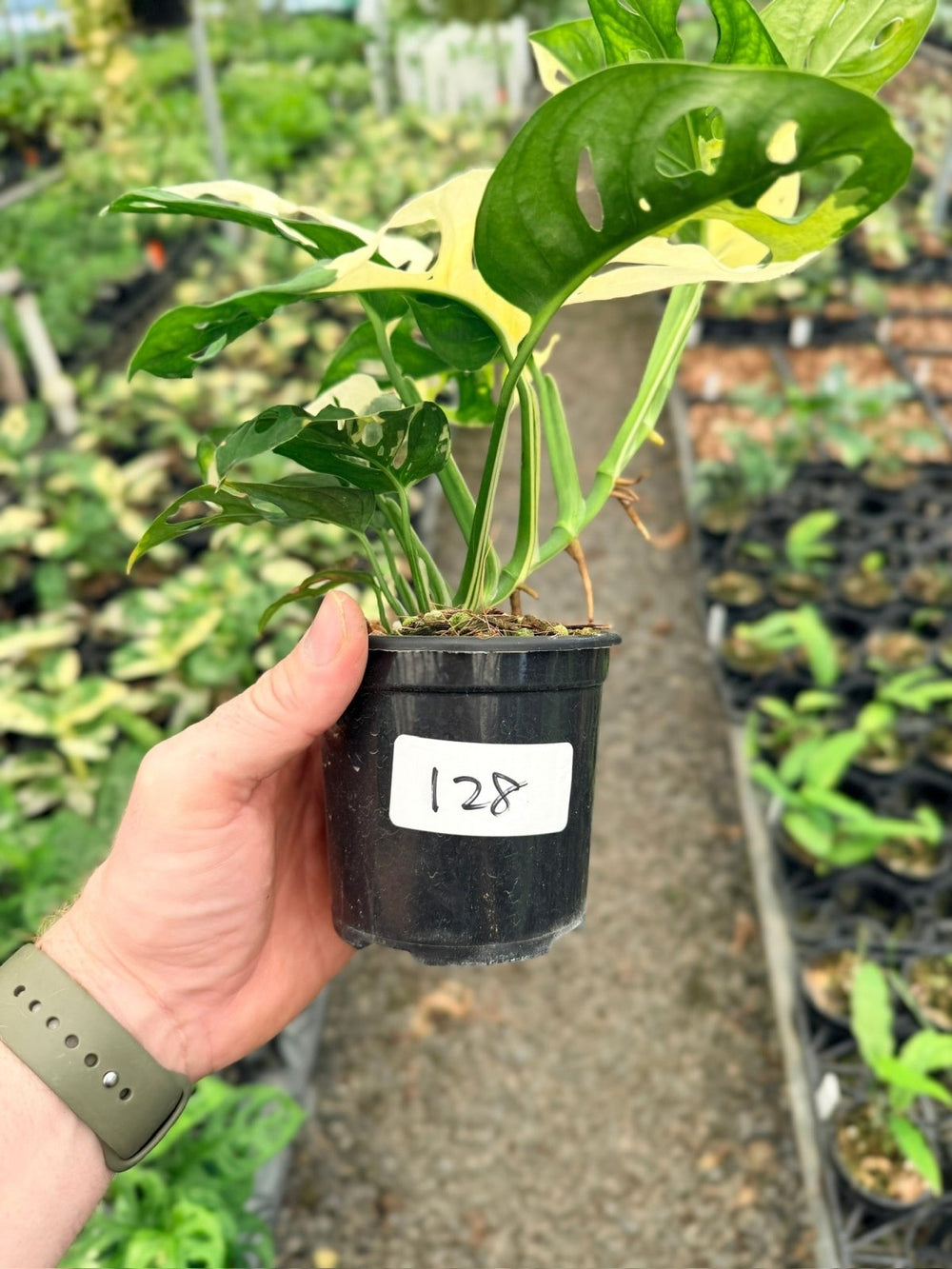 Handpicked 128 - Monstera Adansonii - Monkey Mask - Variegated Albo | Uprooted