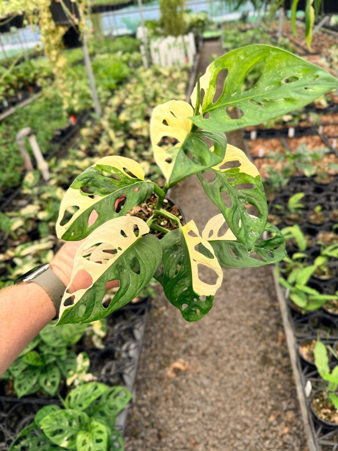 Handpicked 128 - Monstera Adansonii - Monkey Mask - Variegated Albo | Uprooted