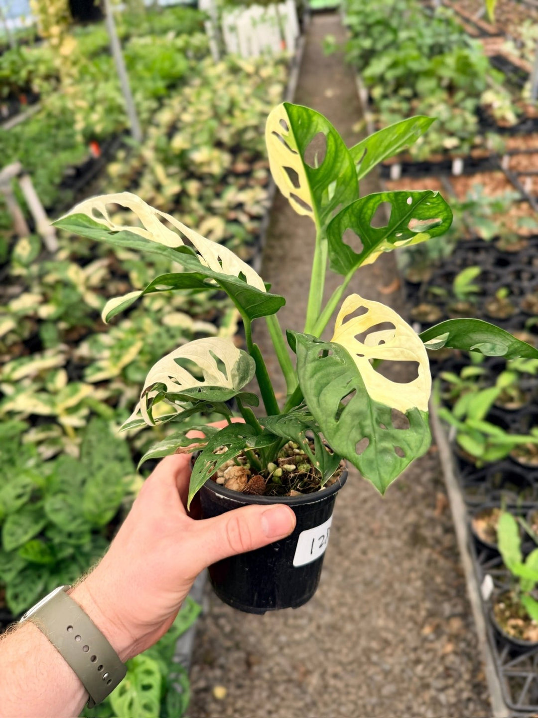 Handpicked 128 - Monstera Adansonii - Monkey Mask - Variegated Albo | Uprooted