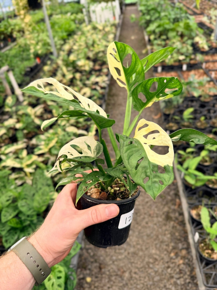 Handpicked 128 - Monstera Adansonii - Monkey Mask - Variegated Albo | Uprooted