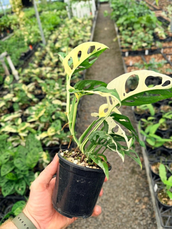 Handpicked 128 - Monstera Adansonii - Monkey Mask - Variegated Albo | Uprooted