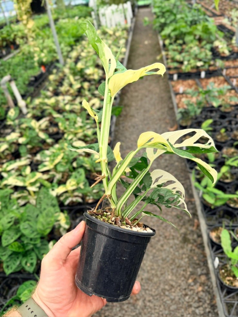 Handpicked 128 - Monstera Adansonii - Monkey Mask - Variegated Albo | Uprooted
