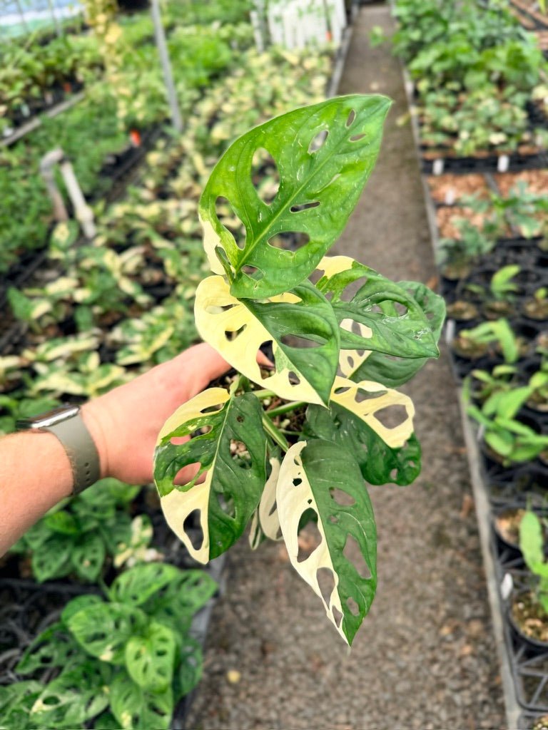 Handpicked 128 - Monstera Adansonii - Monkey Mask - Variegated Albo | Uprooted