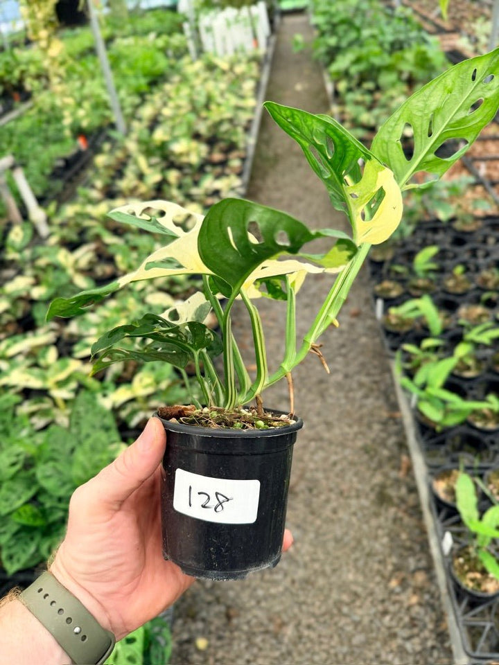 Handpicked 128 - Monstera Adansonii - Monkey Mask - Variegated Albo | Uprooted