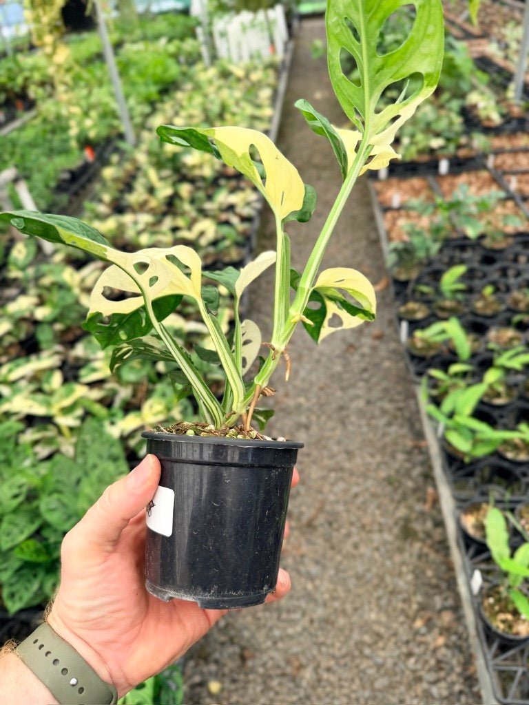 Handpicked 128 - Monstera Adansonii - Monkey Mask - Variegated Albo | Uprooted