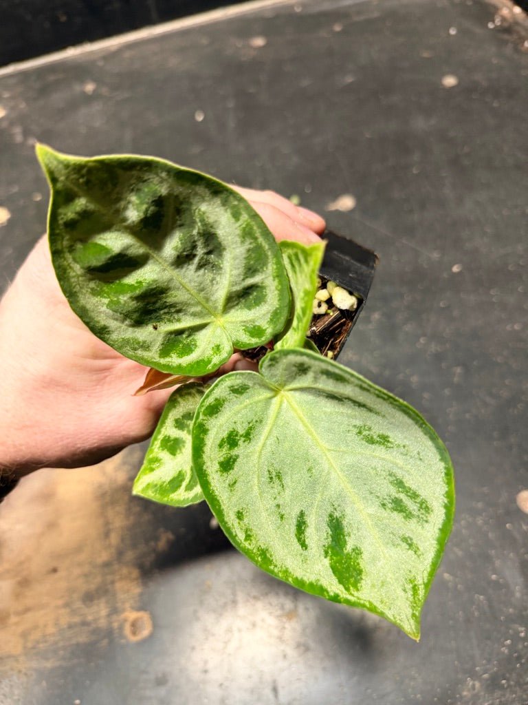 Handpicked 129 - Anthurium Crystallinum Dorayaki Silver Blush | Uprooted