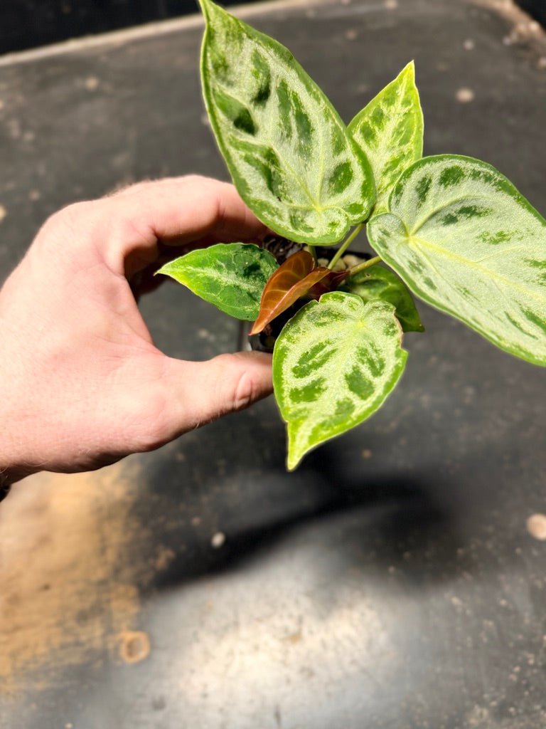 Handpicked 129 - Anthurium Crystallinum Dorayaki Silver Blush | Uprooted