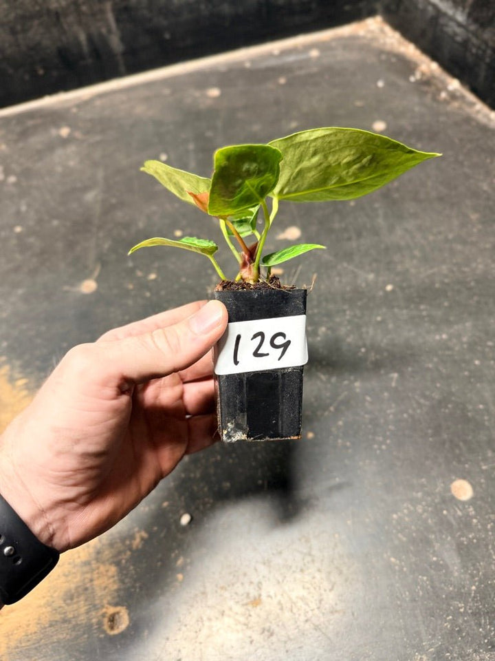 Handpicked 129 - Anthurium Crystallinum Dorayaki Silver Blush | Uprooted