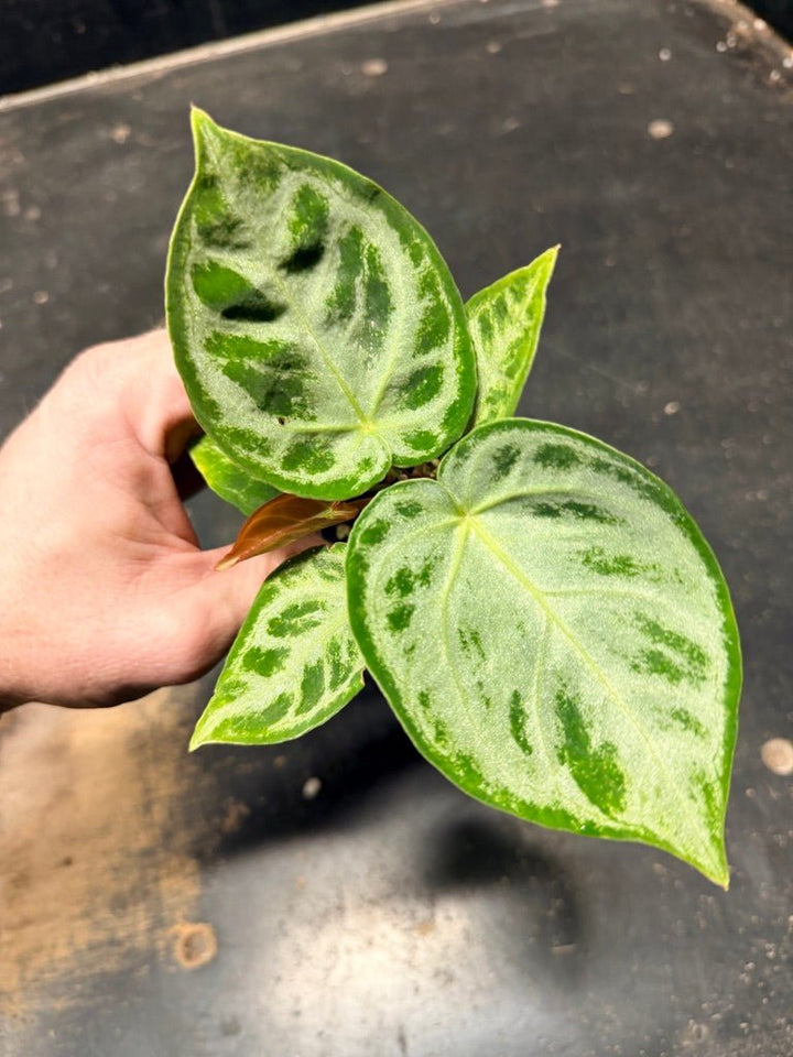 Handpicked 129 - Anthurium Crystallinum Dorayaki Silver Blush | Uprooted