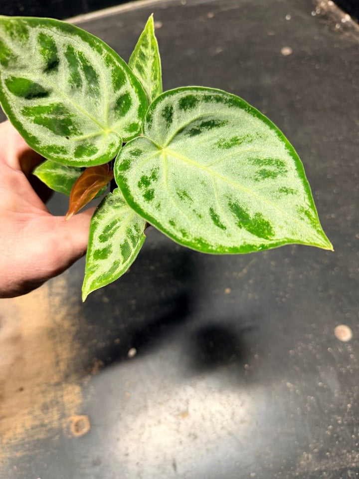 Handpicked 129 - Anthurium Crystallinum Dorayaki Silver Blush | Uprooted