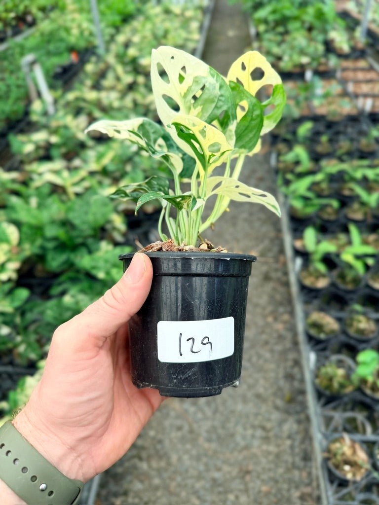 Handpicked 129 - Monstera Adansonii - Monkey Mask - Variegated Albo | Uprooted