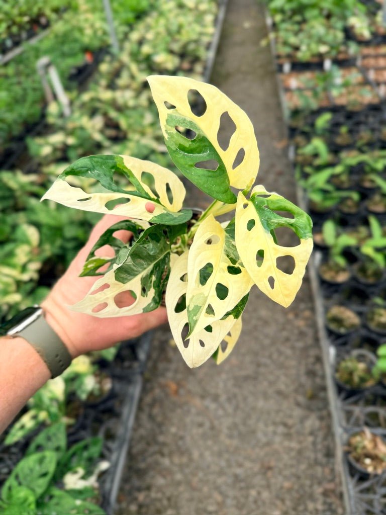 Handpicked 129 - Monstera Adansonii - Monkey Mask - Variegated Albo | Uprooted