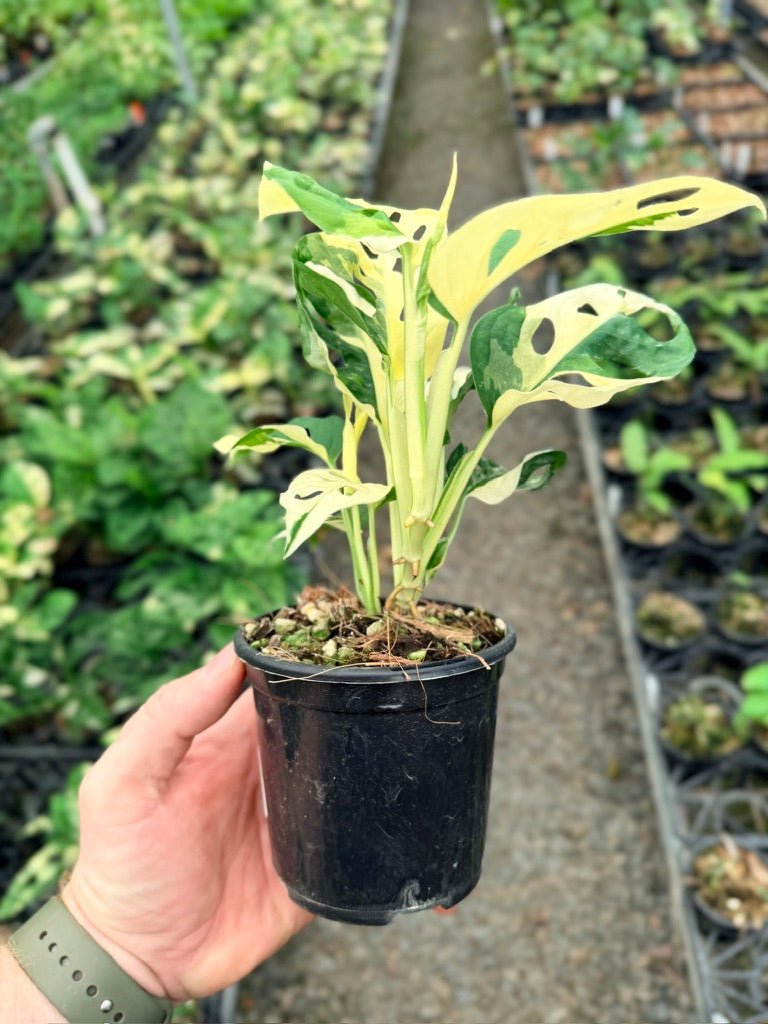 Handpicked 129 - Monstera Adansonii - Monkey Mask - Variegated Albo | Uprooted