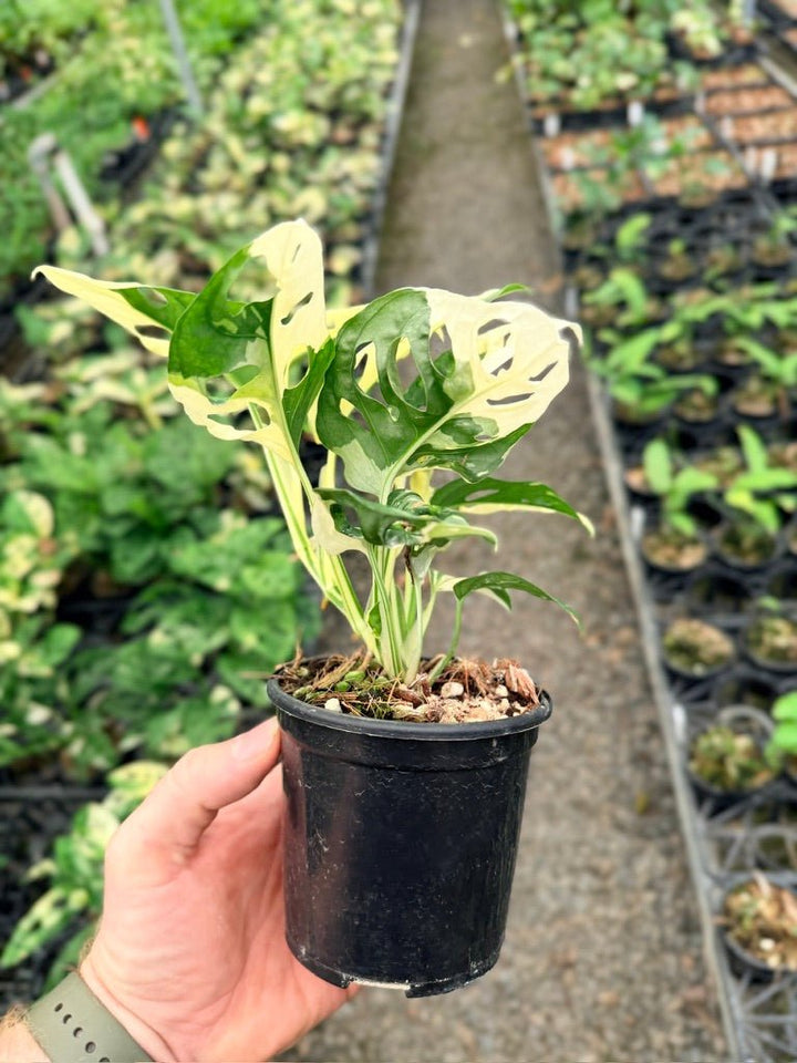 Handpicked 129 - Monstera Adansonii - Monkey Mask - Variegated Albo | Uprooted