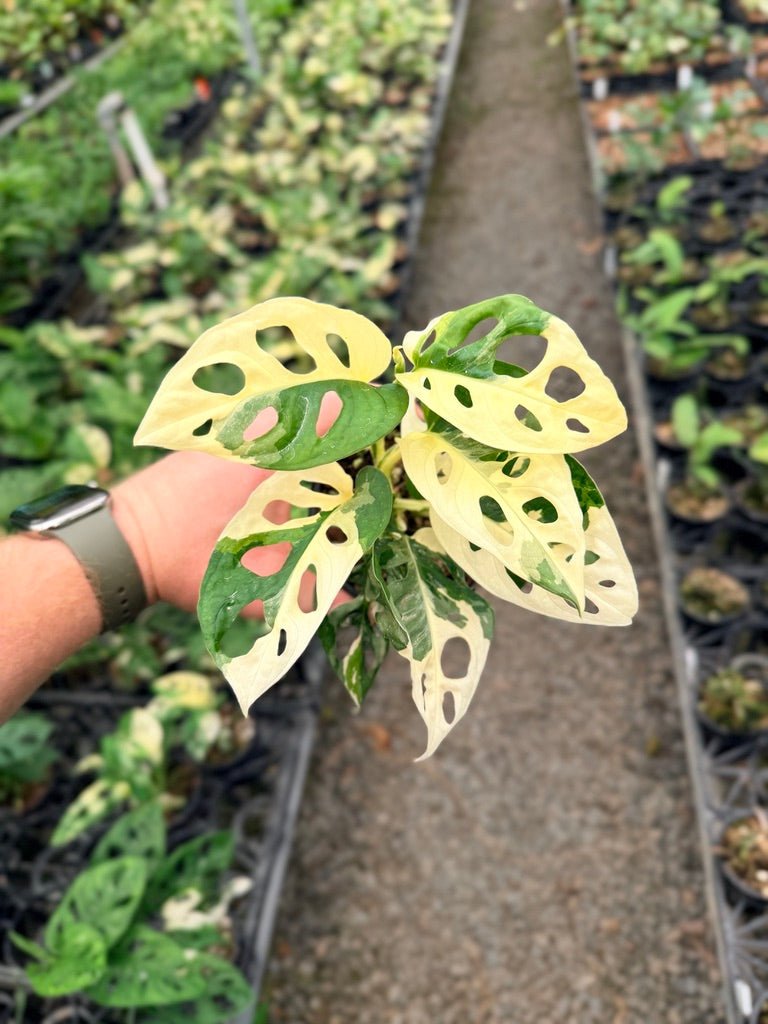 Handpicked 129 - Monstera Adansonii - Monkey Mask - Variegated Albo | Uprooted