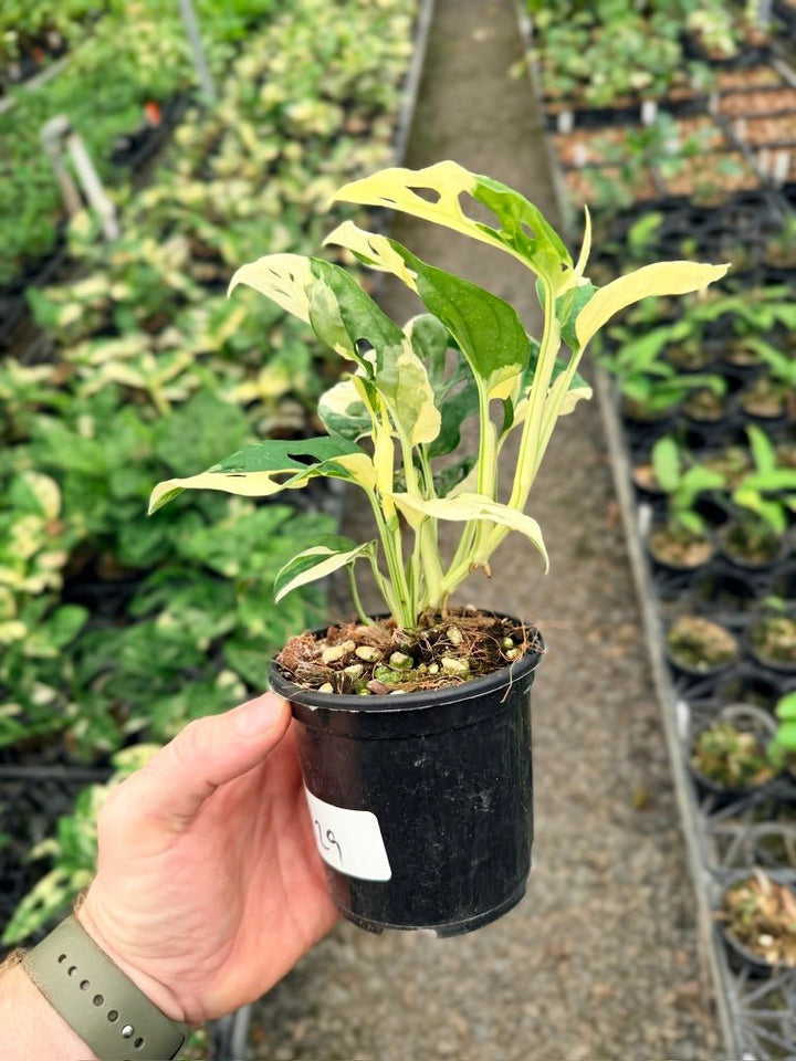 Handpicked 129 - Monstera Adansonii - Monkey Mask - Variegated Albo | Uprooted