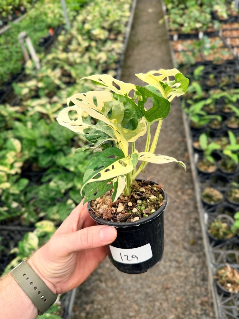 Handpicked 129 - Monstera Adansonii - Monkey Mask - Variegated Albo | Uprooted