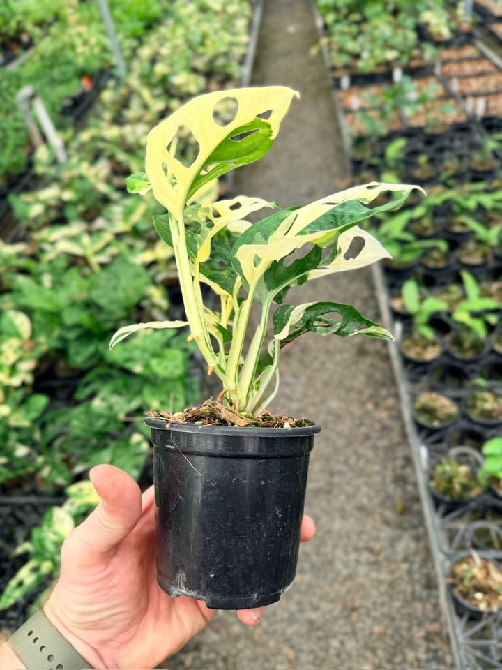 Handpicked 129 - Monstera Adansonii - Monkey Mask - Variegated Albo | Uprooted