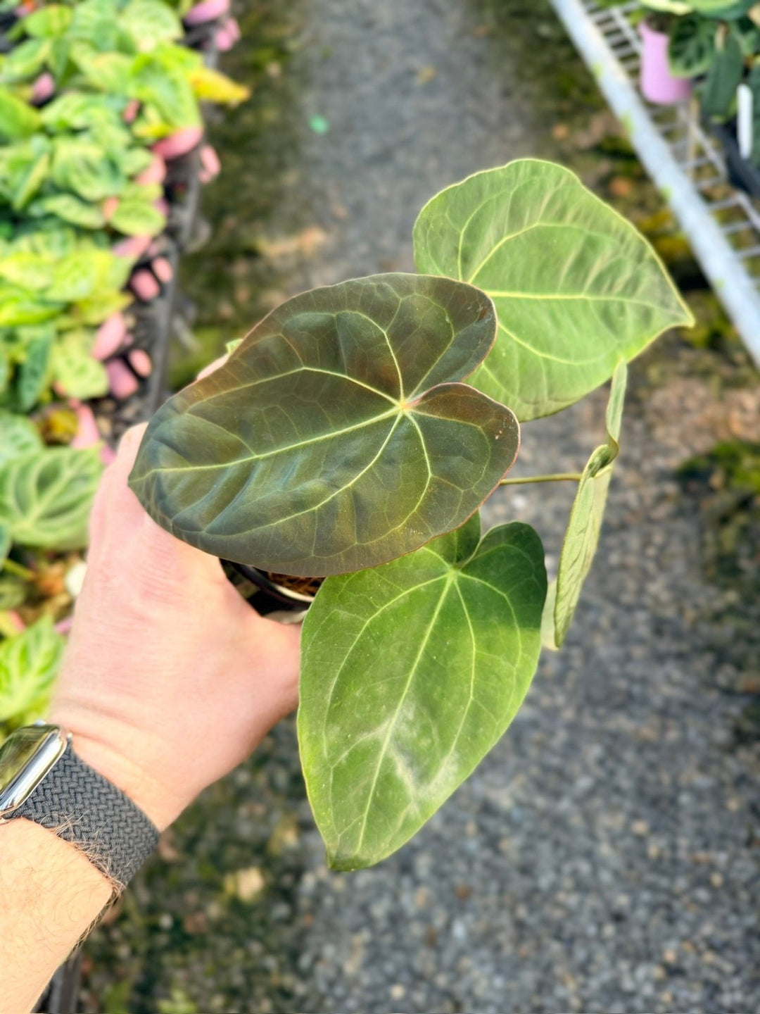 Handpicked 13 - Anthurium Papillilaminum x Luxurians | Uprooted