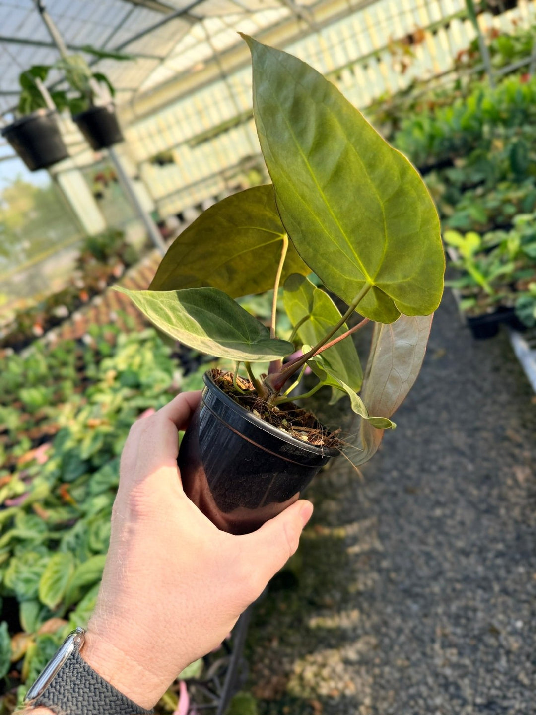 Handpicked 13 - Anthurium Papillilaminum x Luxurians | Uprooted