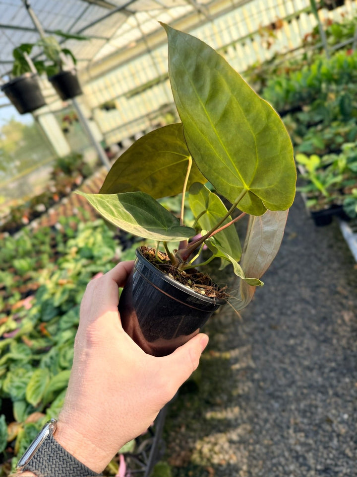Handpicked 13 - Anthurium Papillilaminum x Luxurians | Uprooted