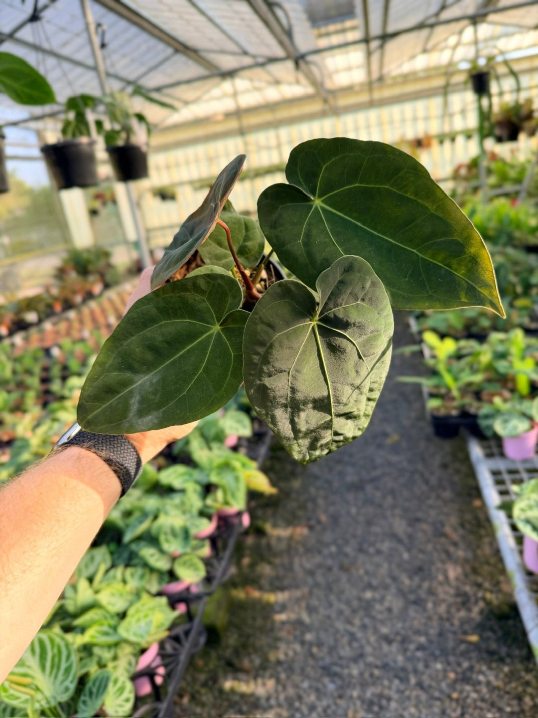 Handpicked 13 - Anthurium Papillilaminum x Luxurians | Uprooted