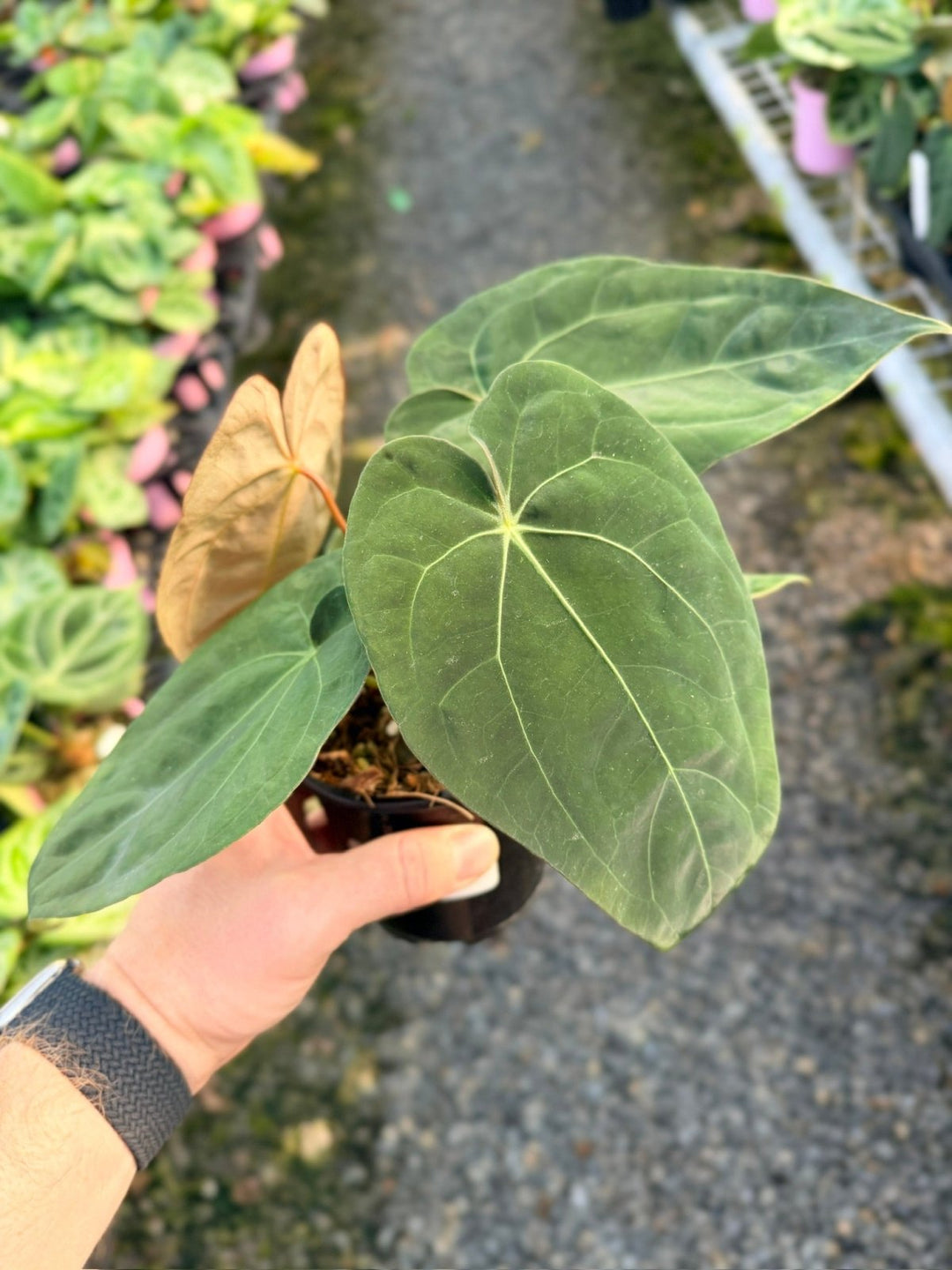 Handpicked 13 - Anthurium Papillilaminum x Luxurians | Uprooted