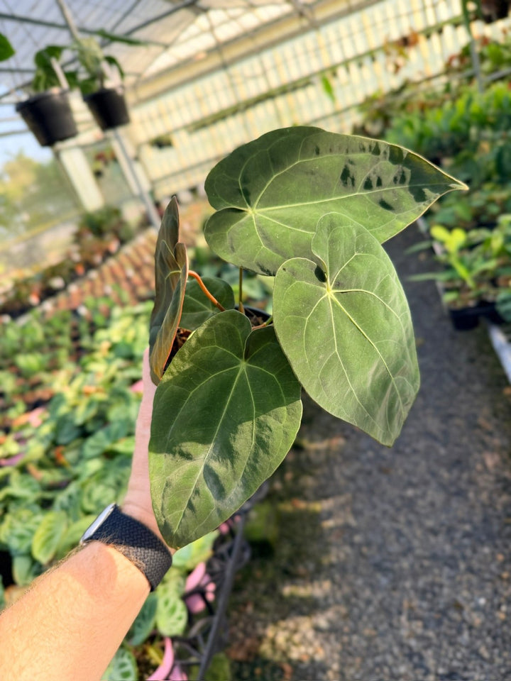 Handpicked 13 - Anthurium Papillilaminum x Luxurians | Uprooted