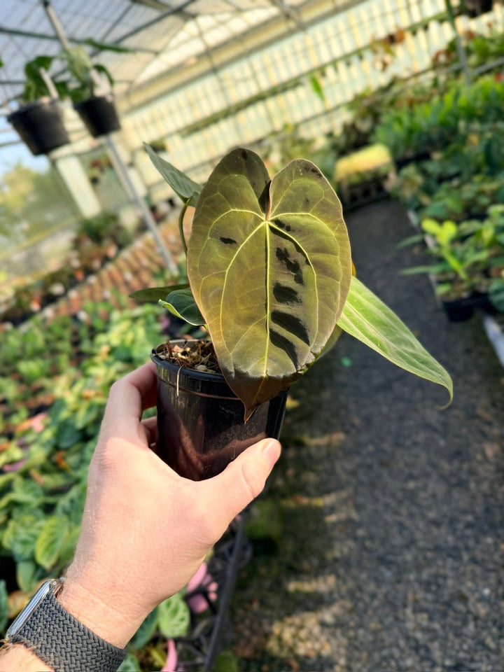 Handpicked 13 - Anthurium Papillilaminum x Luxurians | Uprooted