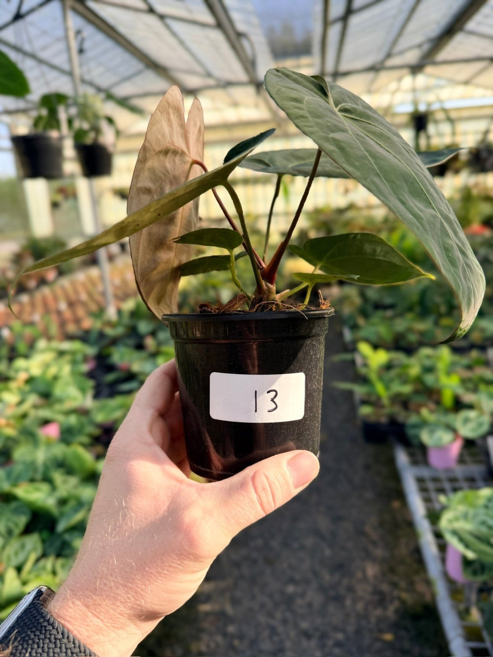 Handpicked 13 - Anthurium Papillilaminum x Luxurians | Uprooted