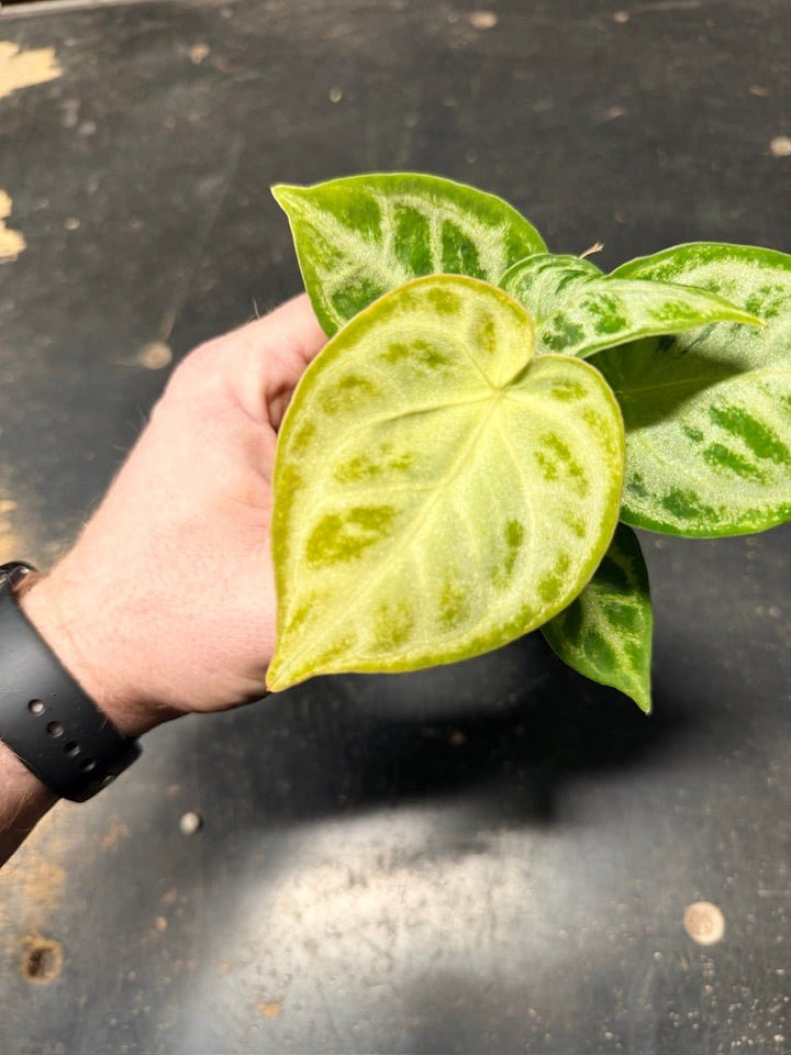Handpicked 130 - Anthurium Crystallinum Dorayaki Silver Blush | Uprooted