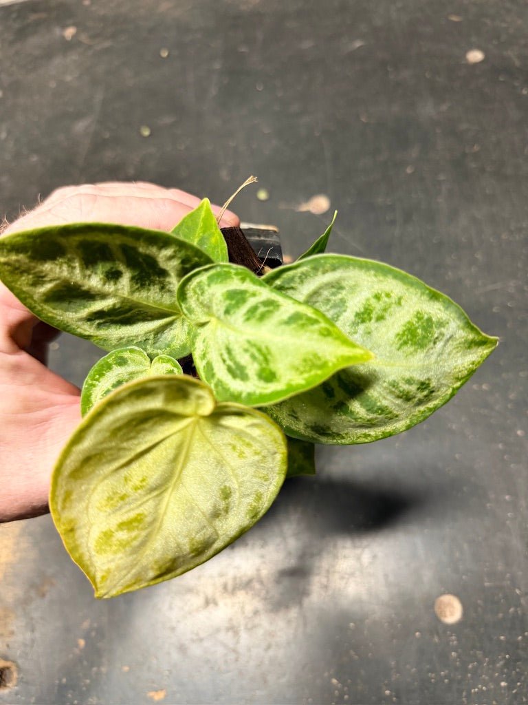 Handpicked 130 - Anthurium Crystallinum Dorayaki Silver Blush | Uprooted