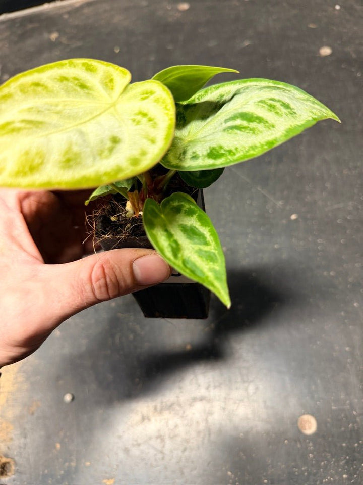 Handpicked 130 - Anthurium Crystallinum Dorayaki Silver Blush | Uprooted