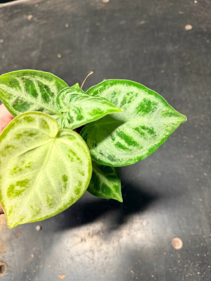 Handpicked 130 - Anthurium Crystallinum Dorayaki Silver Blush | Uprooted